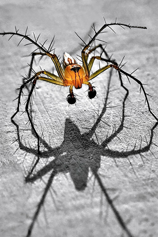 Spider iphone wallpaper