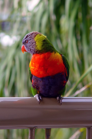 03979 oiseau parrot