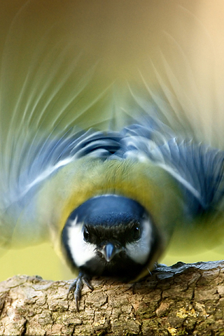 Bird iPhone Wallpaper (5).jpg