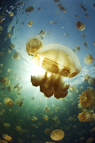 Aquatic life - iPhone Wallpaper (2).jpg