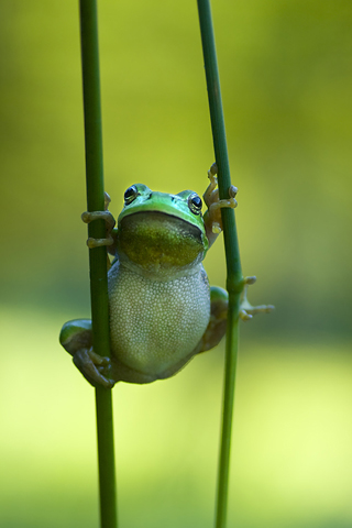 Grenouille - Fond pour iPhone (3)