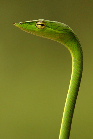 Green snake iphone wallpaper.jpg