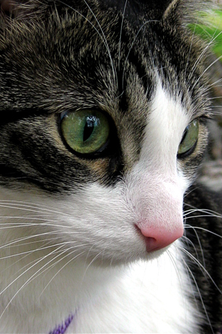 Chat yeux Vert - Fond iPhone (1).jpg