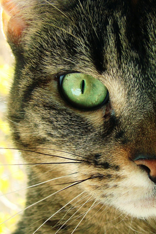Chat yeux Vert - Fond iPhone.png