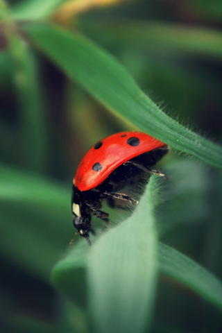Coccinelle - Fond iPhone (2).png