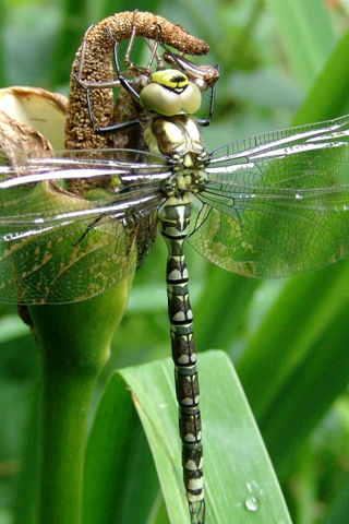 Insecte - Fond iPhone (12).png