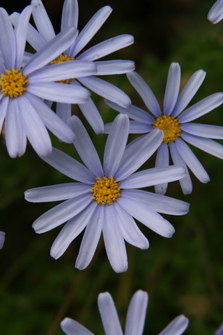 Aster - Fond iPhone.png