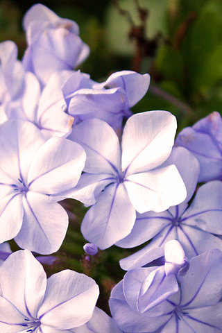 Hortensia - Fond iPhone.png