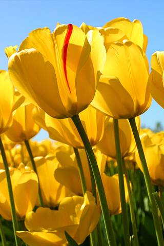 Tulipe - Fond iPhone.jpg