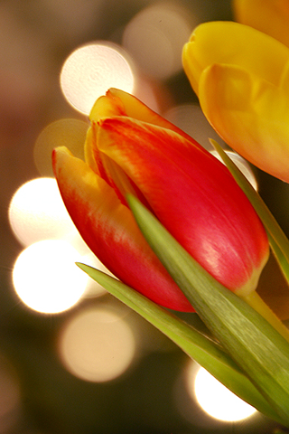 Tulipe - Fond iPhone.png
