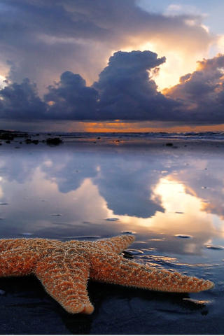 Etoile de Mer et Soleil Couchant - Fond iPhone.jpg