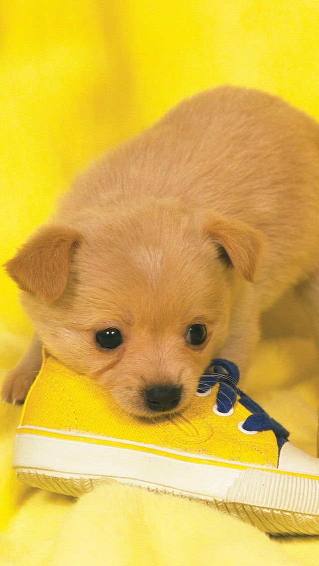 Yellow-Puppy-fond-iPhone-5.jpg