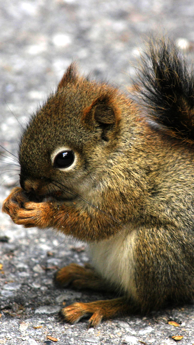 Mini-Squirrel-fond-iPhone-5.jpg