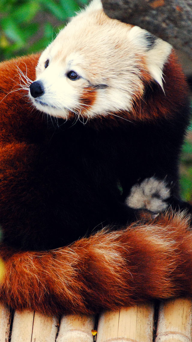 Firefox-Red-Panda-fond-iPhone-5
