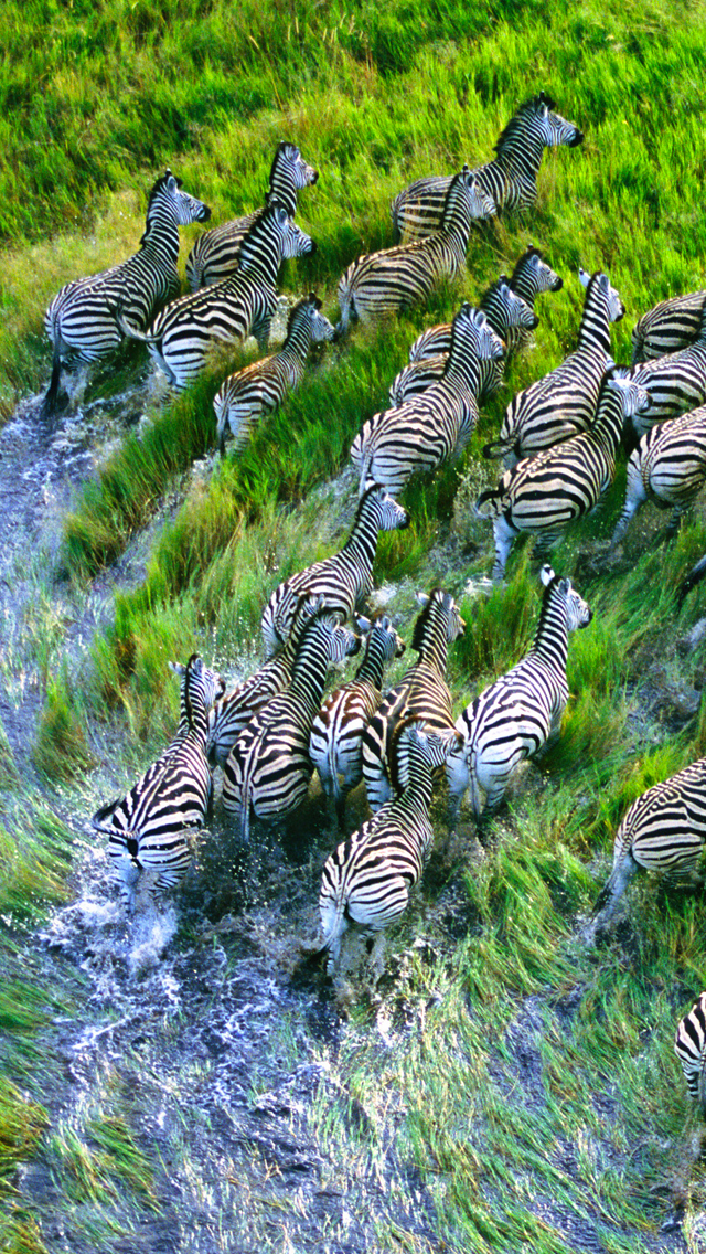 Zebra-fond-iPhone-5.jpg