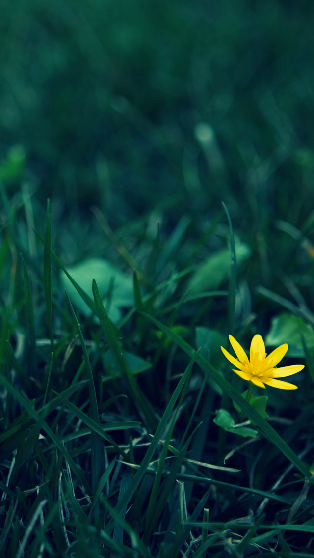 Yellow-Flower-Photography-fond-iPhone-5.jpg